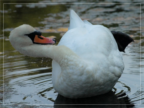BLOG-DSC_4635-cygne p'tit air penché