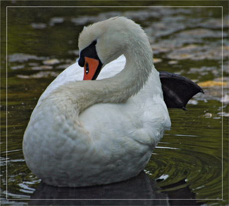 BLOG-DSC_4636-cygne point d'interrogation