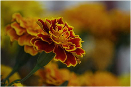 BLOG-DSC_4698-oeillet d'Inde cabane Audenge