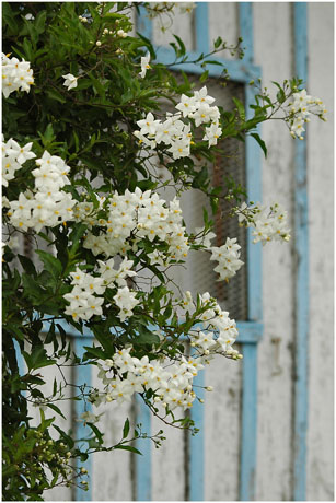 BLOG-DSC_4713-solanum et cabane