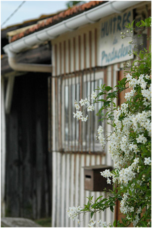 BLOG-DSC_4717-solanum et cabane huîtres