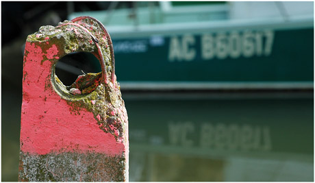 BLOG-DSC_4721-borne trouéeet coque verte