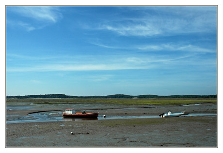 BLOG-DSC_4781-herbiers entre Arès et Claouey