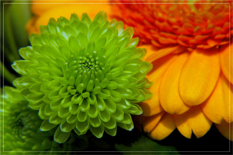 BLOG-DSC_4937-macro bouquet BLOG-DSC_4937-macro bouquet