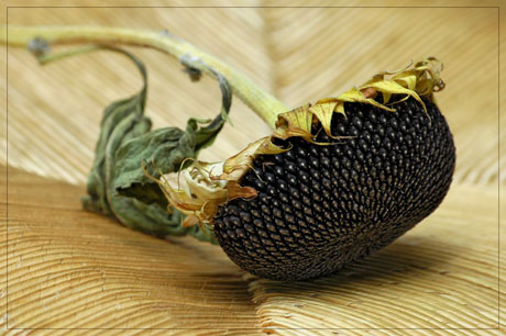 BLOG-DSC_4941-tournesol séché sur chaise paille 2 BLOG-DSC_4941-tournesol séché sur chaise paille 2