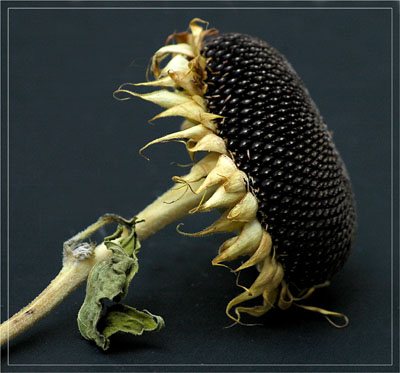 BLOG-DSC_4945-tournesol séché BLOG-DSC_4945-tournesol séché