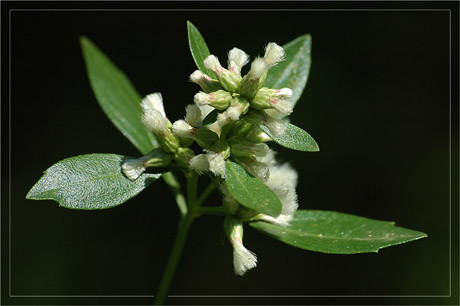 BLOG-DSC_5077-éclosion baccharis