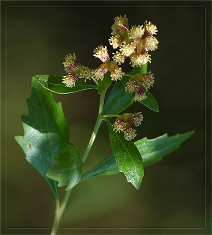 BLOG-DSC_5082-bouton baccharis BLOG-DSC_5082-bouton baccharis