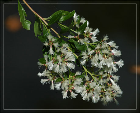 BLOG-DSC_5096-baccharis en fleurs BLOG-DSC_5096-baccharis en fleurs