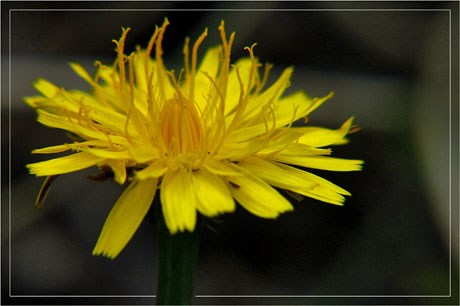 BLOG-DSC_5103-pissenlit