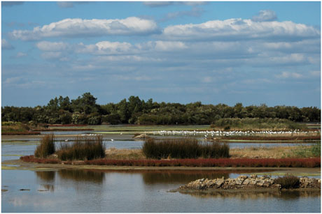 BLOG-DSC_5142-mouettes, salicorne, nuages lagune Quancard BLOG-DSC_5142-mouettes, salicorne, nuages lagune Quancard