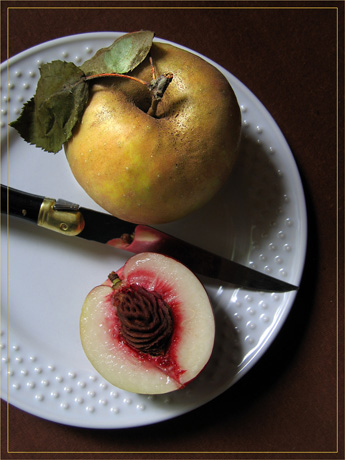 BLOG-IMG_0656-pomme couteau et brugnon coupé 1