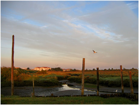 BLOG-IMG_0765-port Mole, lycée de la mer, aigrette et mouettes