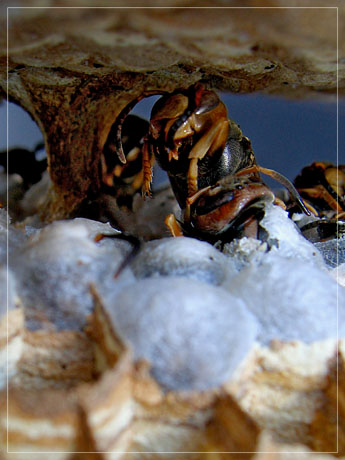 BLOG-IMG_0783-frelons foudroyés dans le nid