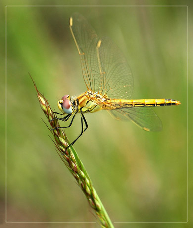 BLOG-DSC_2437-rec-libellule