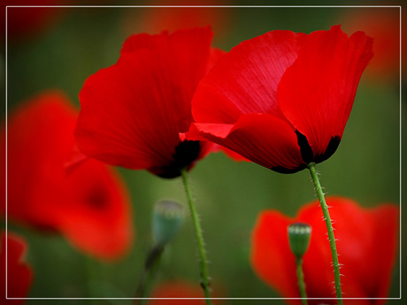 BLOG--DSC_2815-2 coquelicots au vent