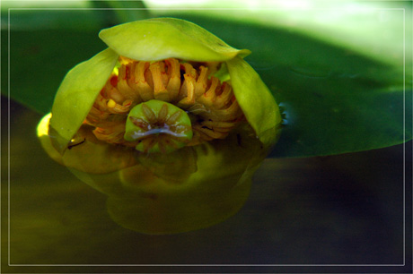 BLOG-DSC_3260-immersion vieux nénuphar B