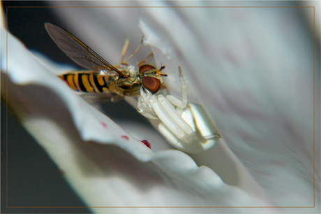 BLOG-DSC_3470-féroce albinos