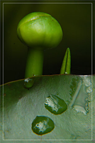 BLOG-DSC_3486-bouton nénuphar jaune