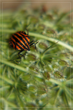 BLOG-DSC_3820-punaise sur ombellifère