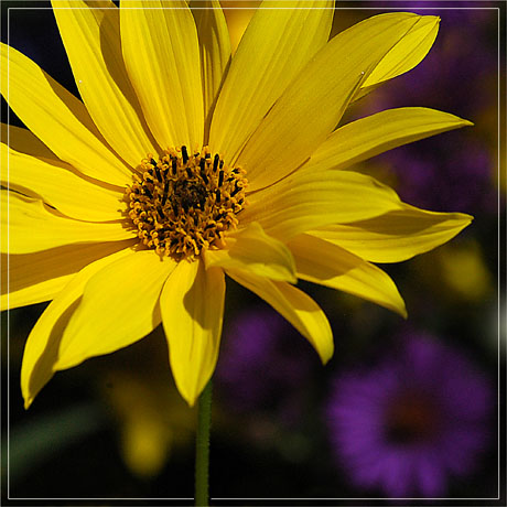 BLOG-DSC_4884-carré de fleurs