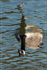 BLOG -DSC_5061-réponse oie bernache du Canada