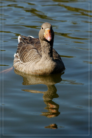 BLOG-DSC_5063-nage oie cendrée