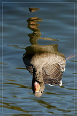 BLOG-DSC_5063-réponse nage oie cendrée