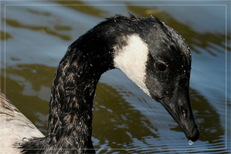 BLOG-DSC_5065-oie bernache