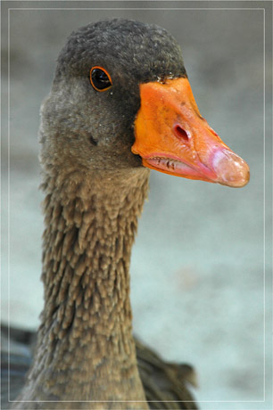 BLOG-DSC_5085-tête oie cendrée
