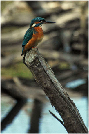 BLOG-DSC_5387-martin-pêcheur 2