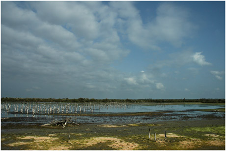 BLOG-DSC_5402-lagune grand-large asséchée