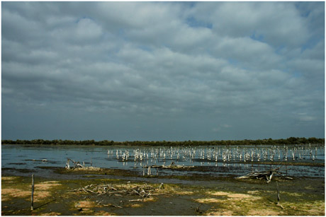 BLOG-DSC_5403-lagune grand-large asséchée