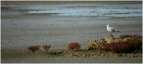 BLOG-DSC_5419-mouette lagune asséchée