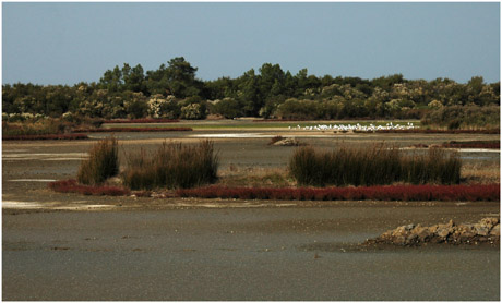 BLOG-DSC_5421-lagune Quancard asséchée