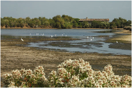 BLOG-DSC_5432-baccharis et maison entre lagunes grand-large et Quancard