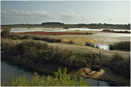 BLOG-DSC_5437-vasière des spatules