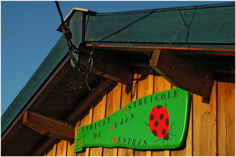 BLOG-DSC_5664-syndicat ostréicole Gujan