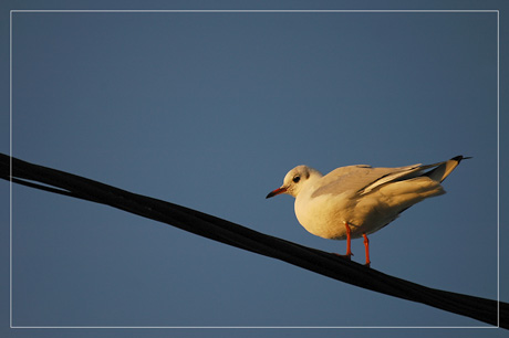 BLOG-DSC_5690-mouette soleil Larros