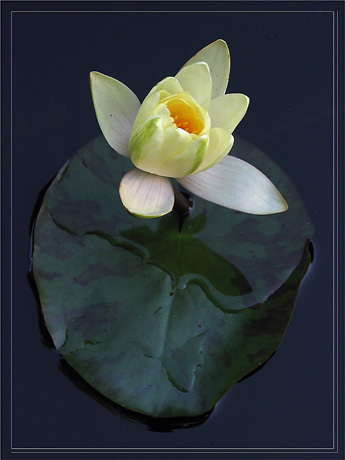 BLOG-IMG_0412-nymphéa jaune sur sa feuille