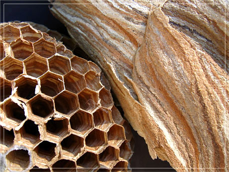 BLOG-IMG_0792-alvéoles et enveloppe nid frelons