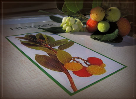 BLOG-IMG_0845-herbier et fruits arbousier