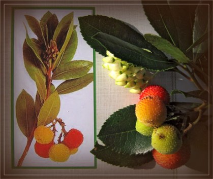 BLOG-IMG_0848-gravure et arbouses