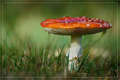 BLOG-DSC_5736-amanite tue-mouches 2