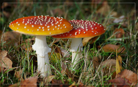 BLOG-DSC_5745-paire amanite tue-mouches