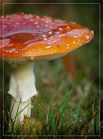 BLOG-DSC_5760-rec-amanite feuille bouleau et gouttes BLOG-DSC_5760-rec-amanite feuille bouleau et gouttes