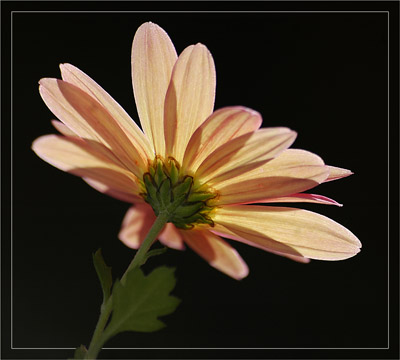 BLOG-DSC_5786-dos osteospermum contrejour