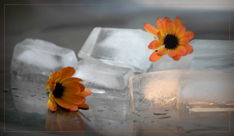 BLOG-DSC_5897-2 osteospermum et glaçons