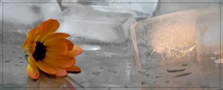 BLOG-DSC_5897-osteospermum et glaçons