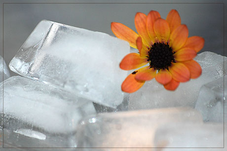 BLOG-DSC_5898-osteospermum et glaçons